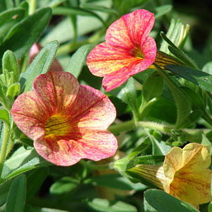 Calibrachoa (Superbells)