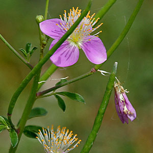 Cleome (Spider Flower)