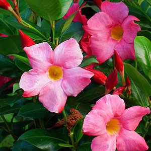 Mandevilla