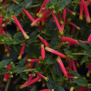 Cuphea (Firecracker Plant, Cigar Plant)