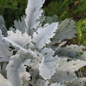 Dusty Miller (Senecio cineraria)