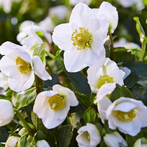 Hellebores - Christmas Rose