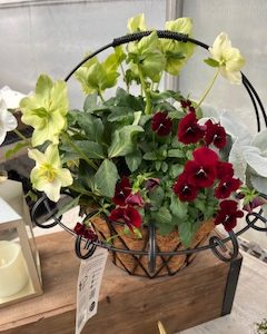 Holiday Hellebore Basket