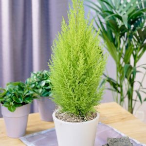 Lemon Cypress